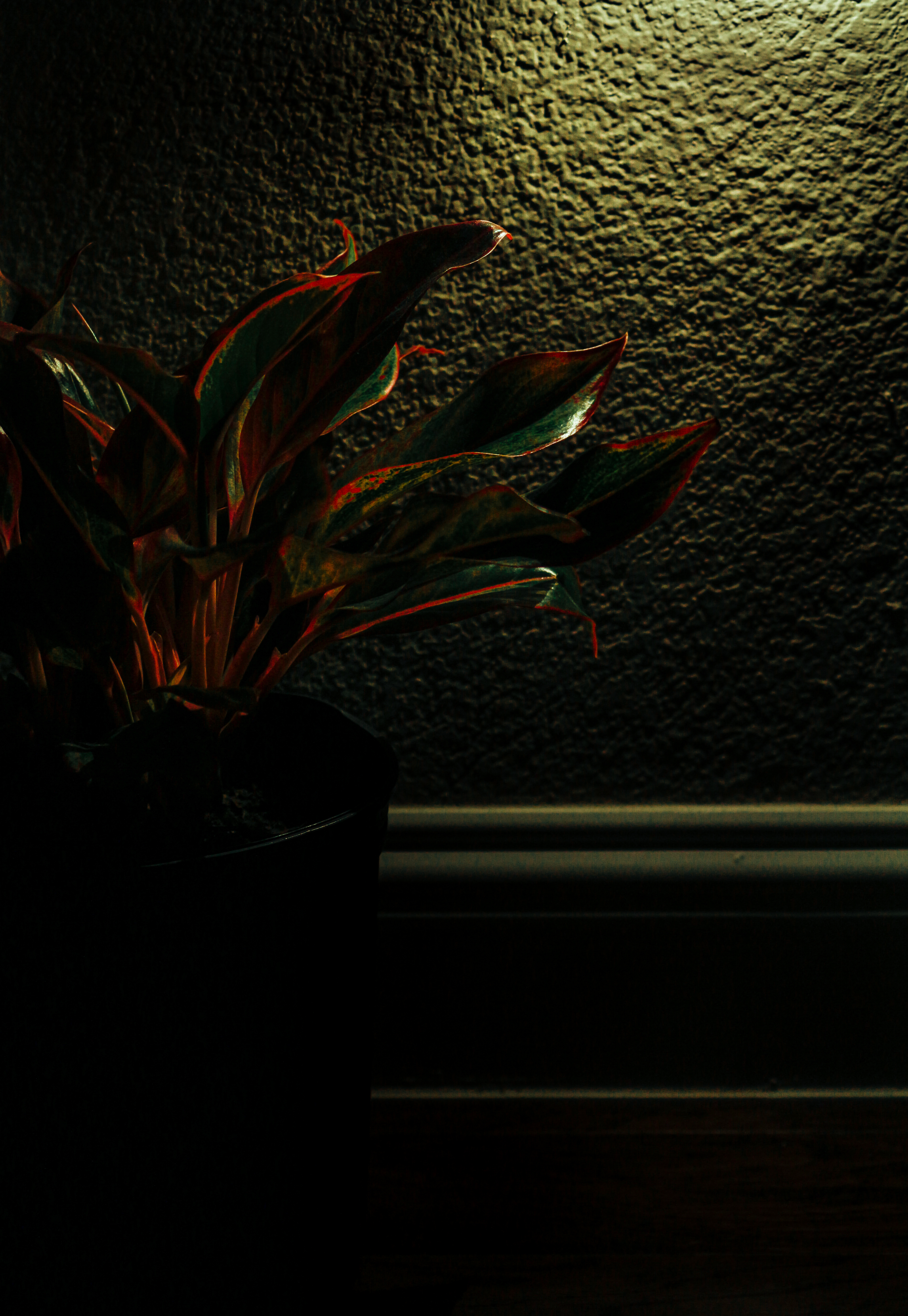 Red plant in green light