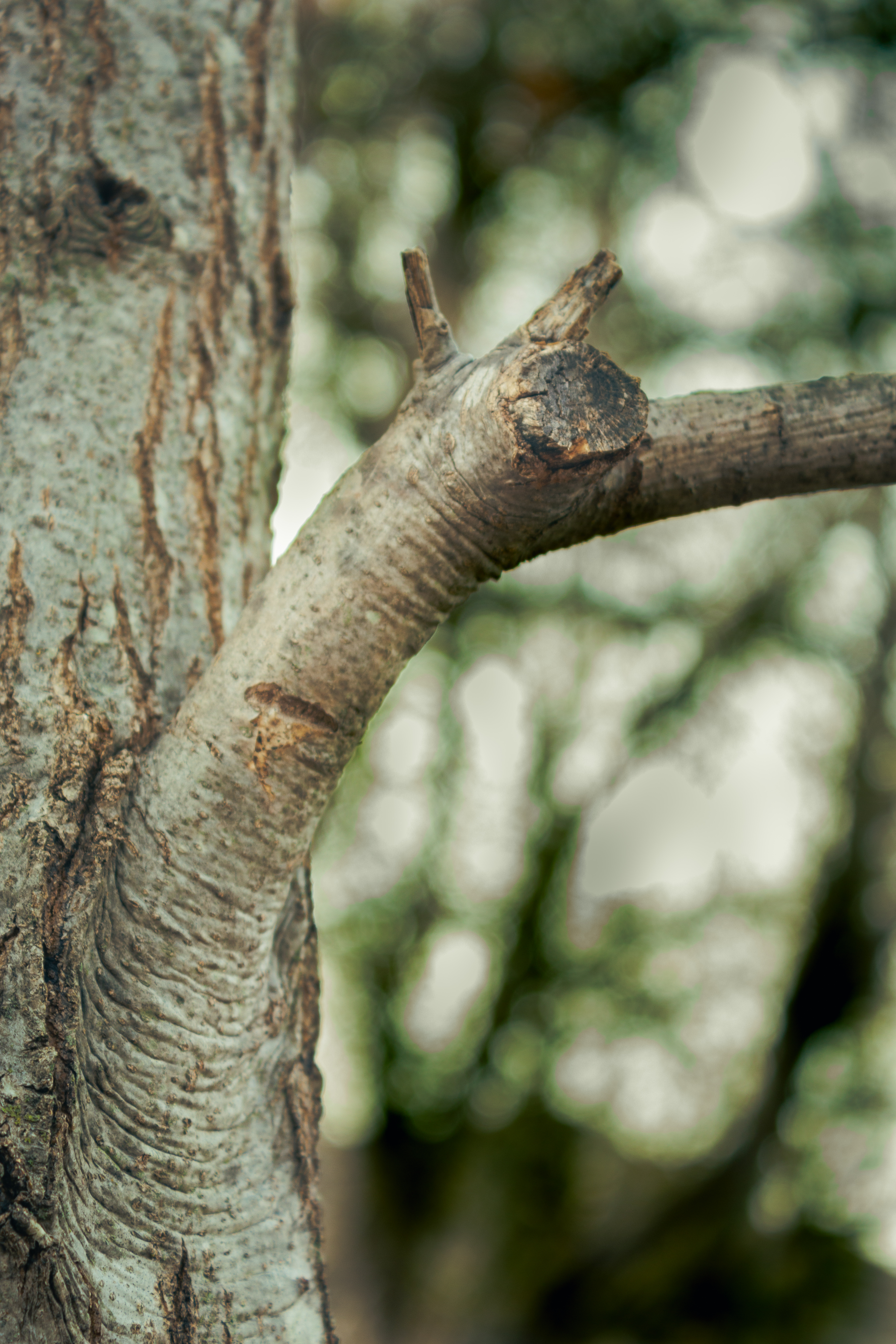 Spring Tree