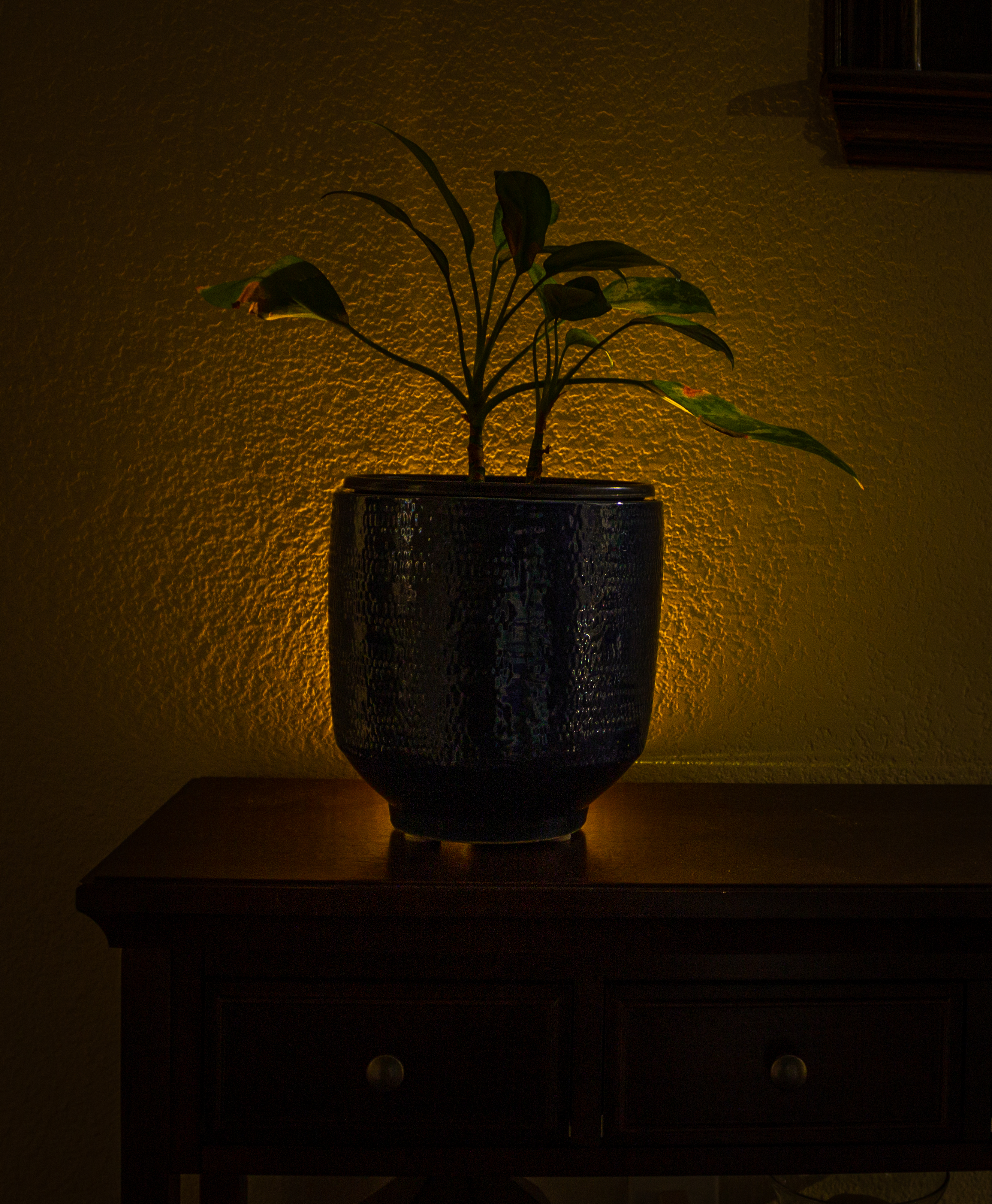 plant on top of yellow light