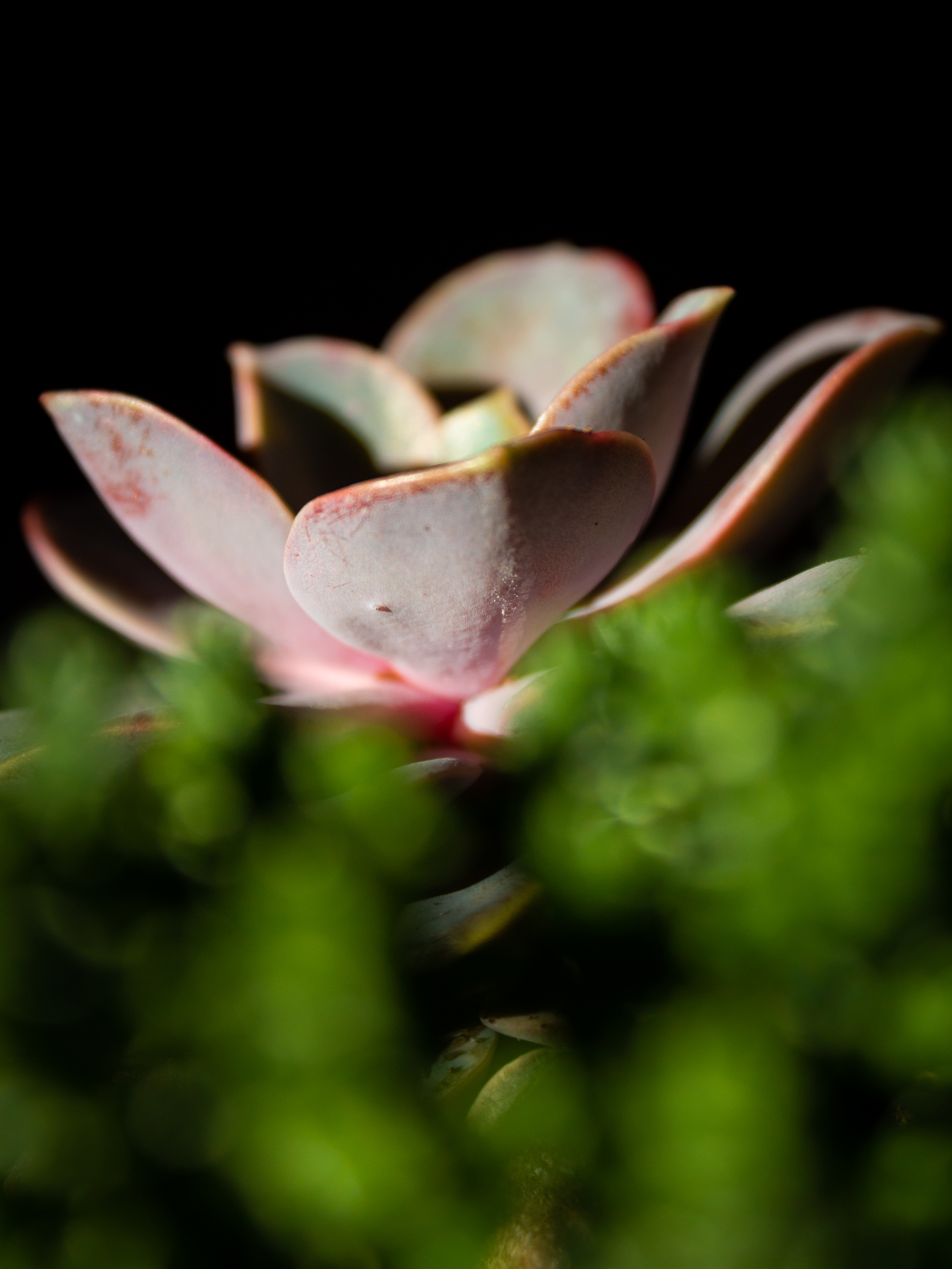 Succulent in the darkness