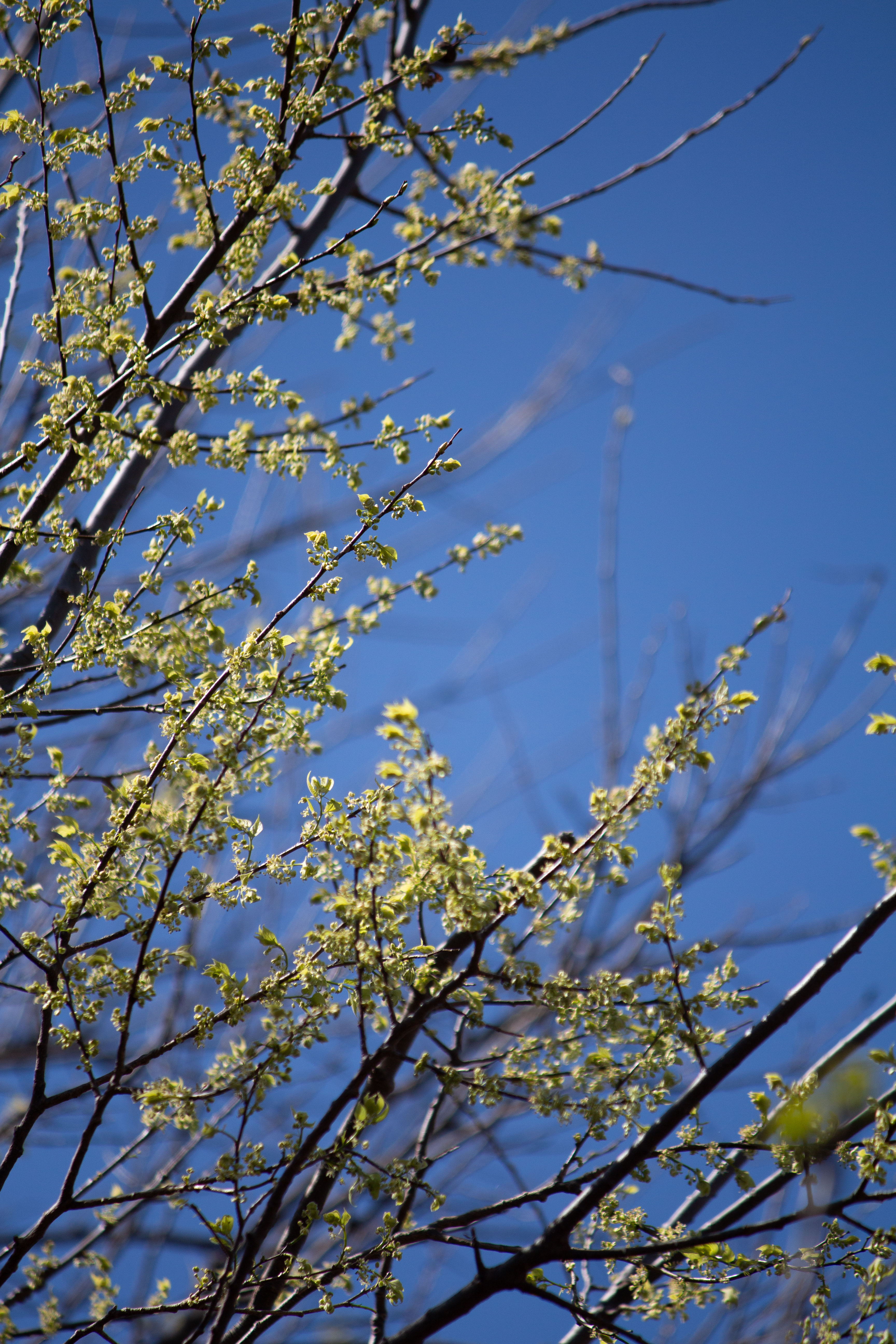 Spring Tree Buds