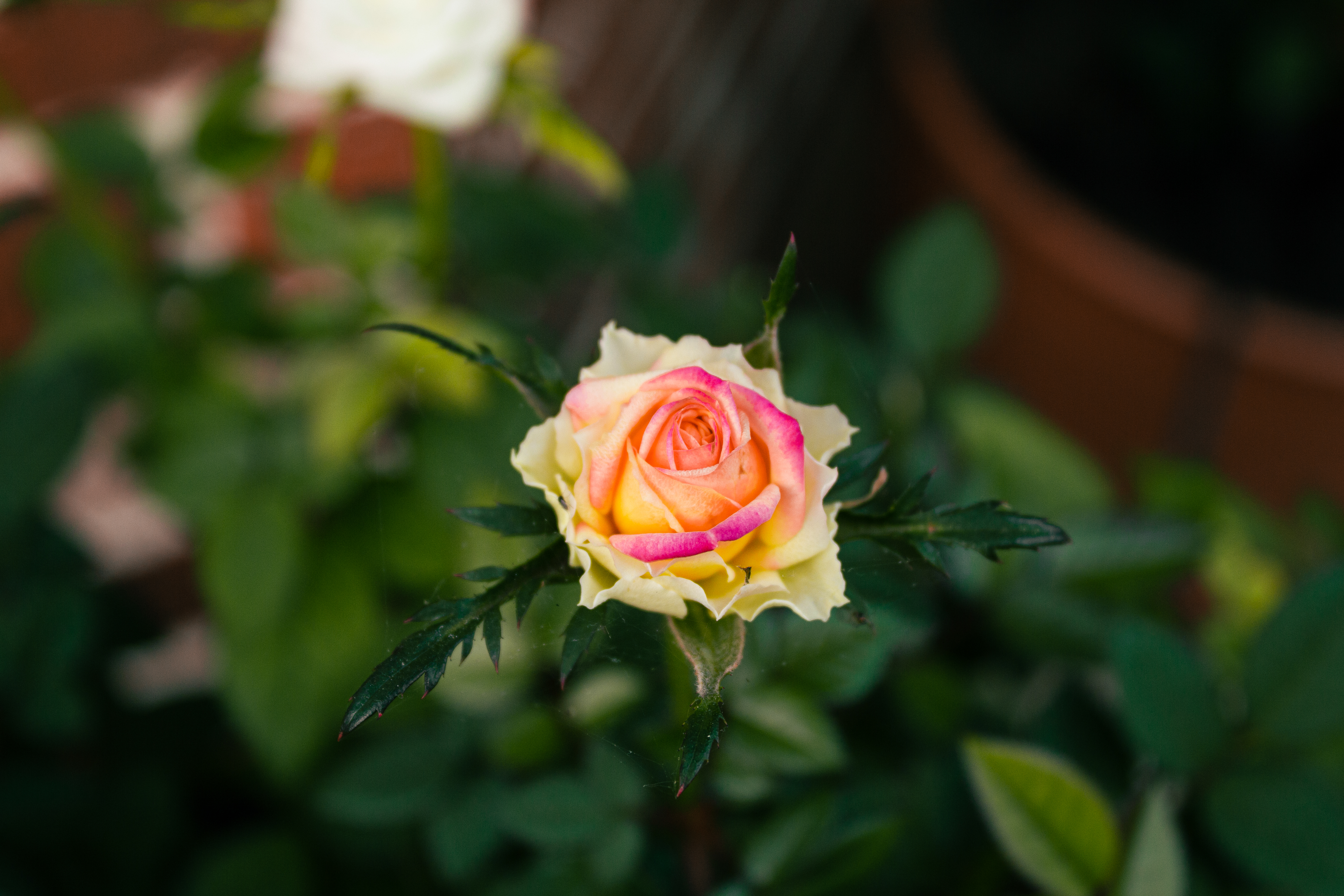 Multicolor Rose