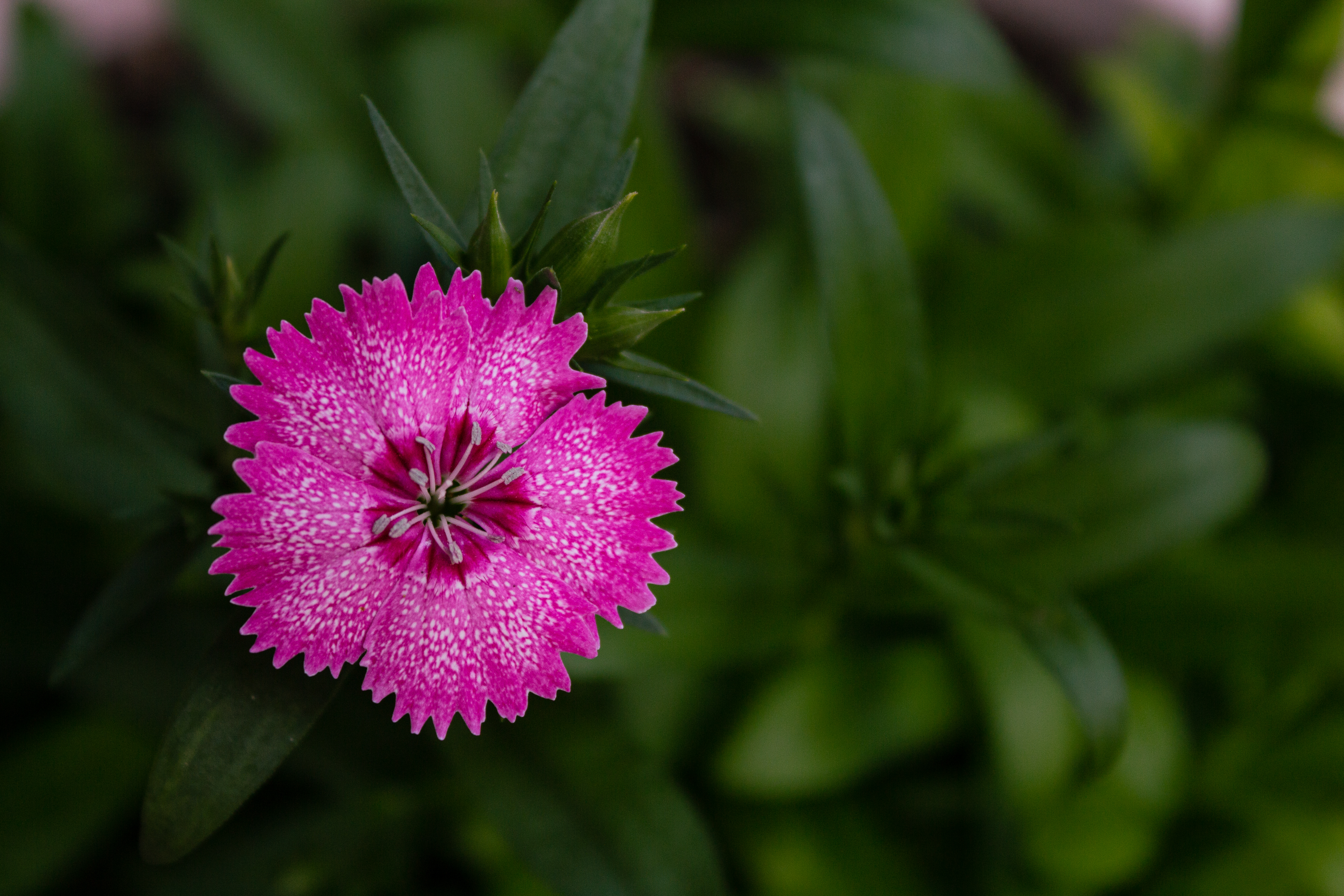 Pencil Shaving Flower