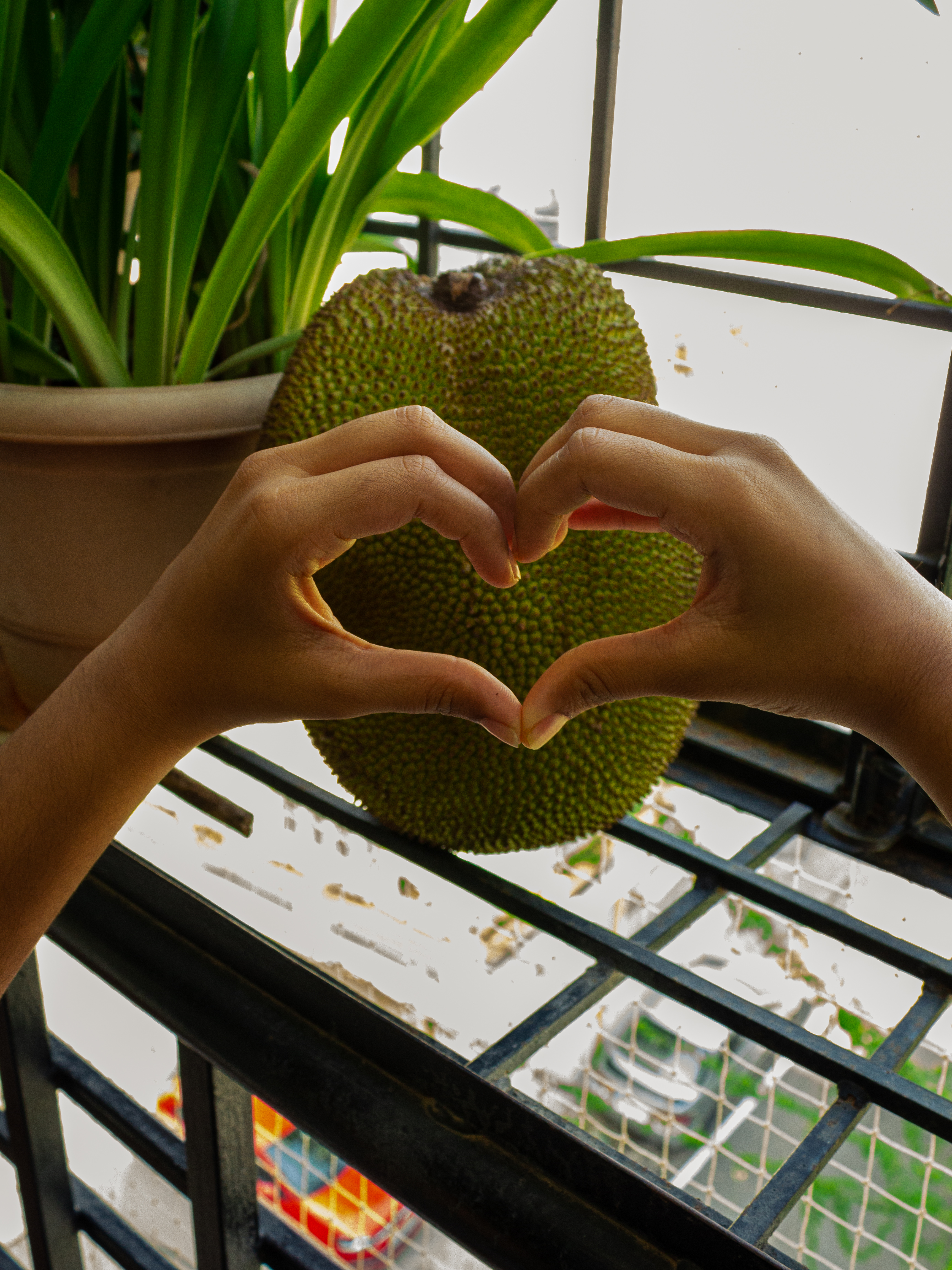 Hands in heartshape in front of a Jackfruit