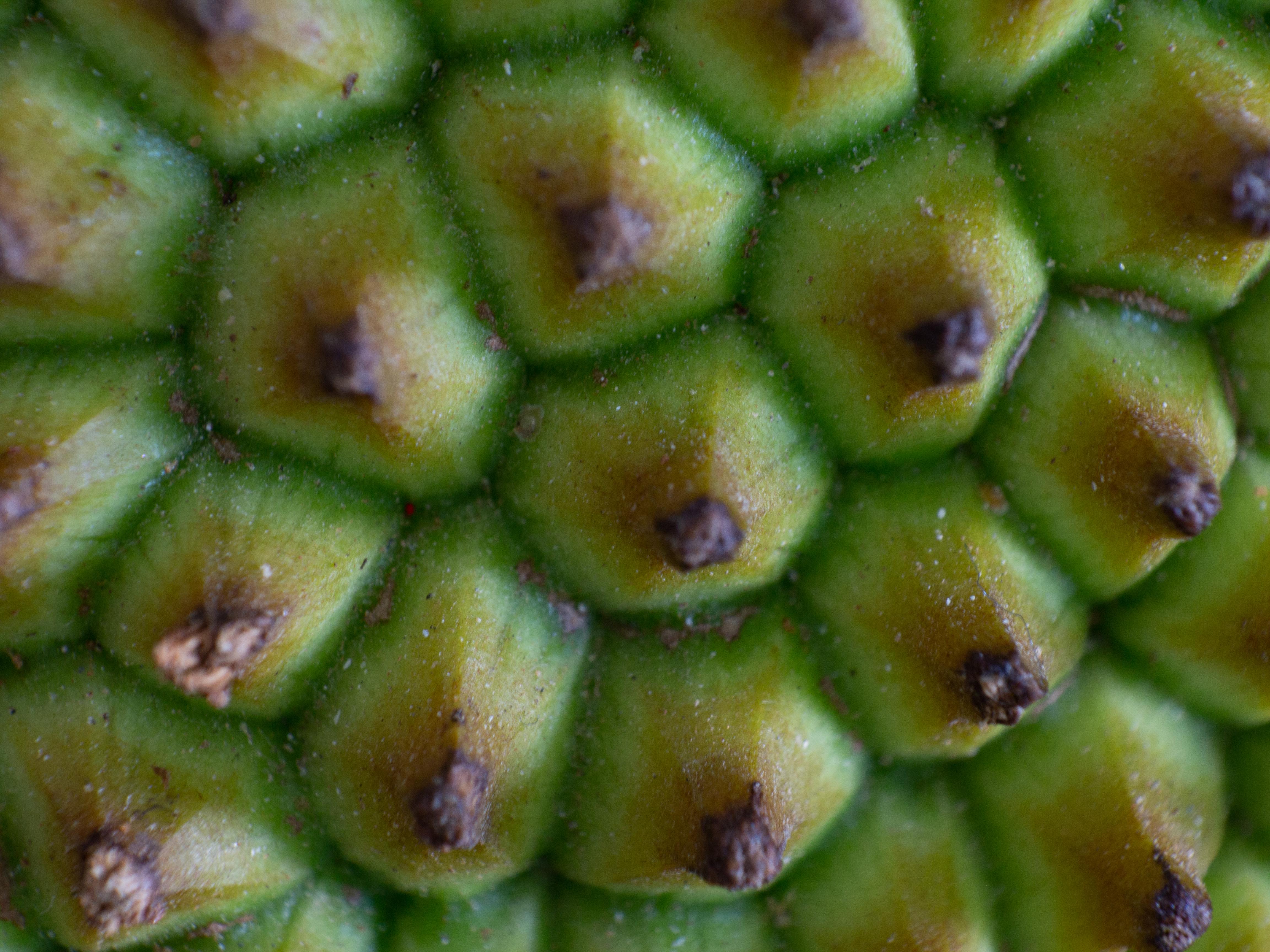 Macro Shot of Jackfruit